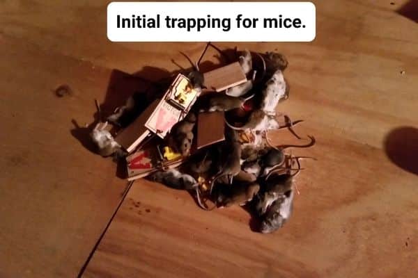 A mice removal in progress in Tewksbury, MA