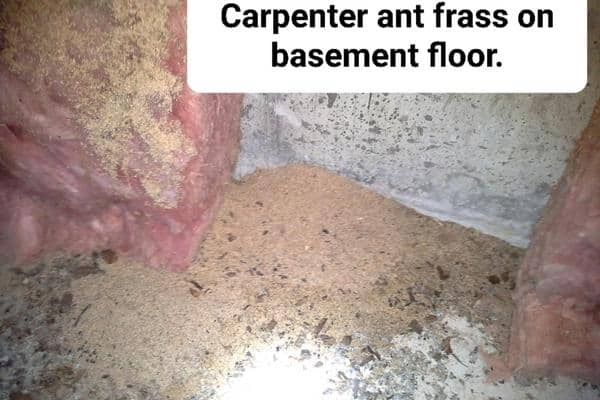 Carpenter Ant Exterminators Andover, MA