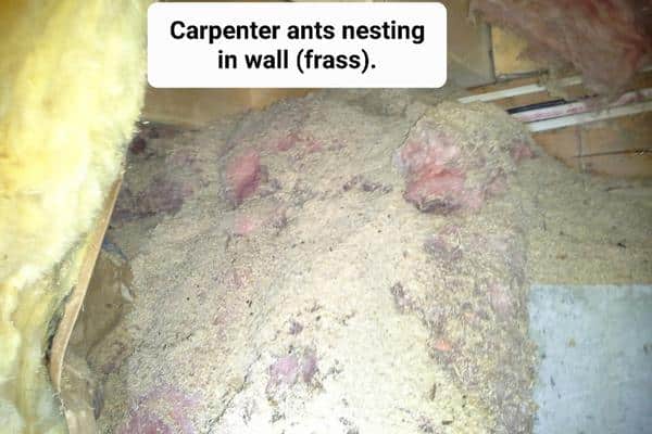 Carpenter Ant Exterminators Andover, MA