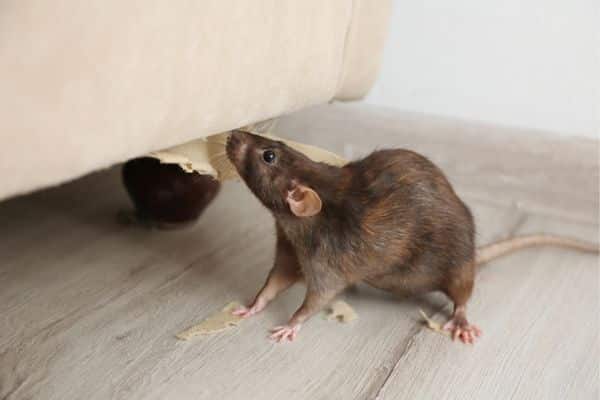 How to Identify and Prevent Rodent Infestations in Massachusetts