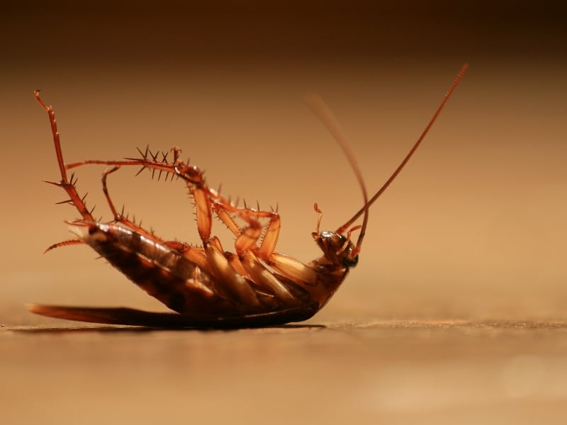 Cockroaches Pest Control