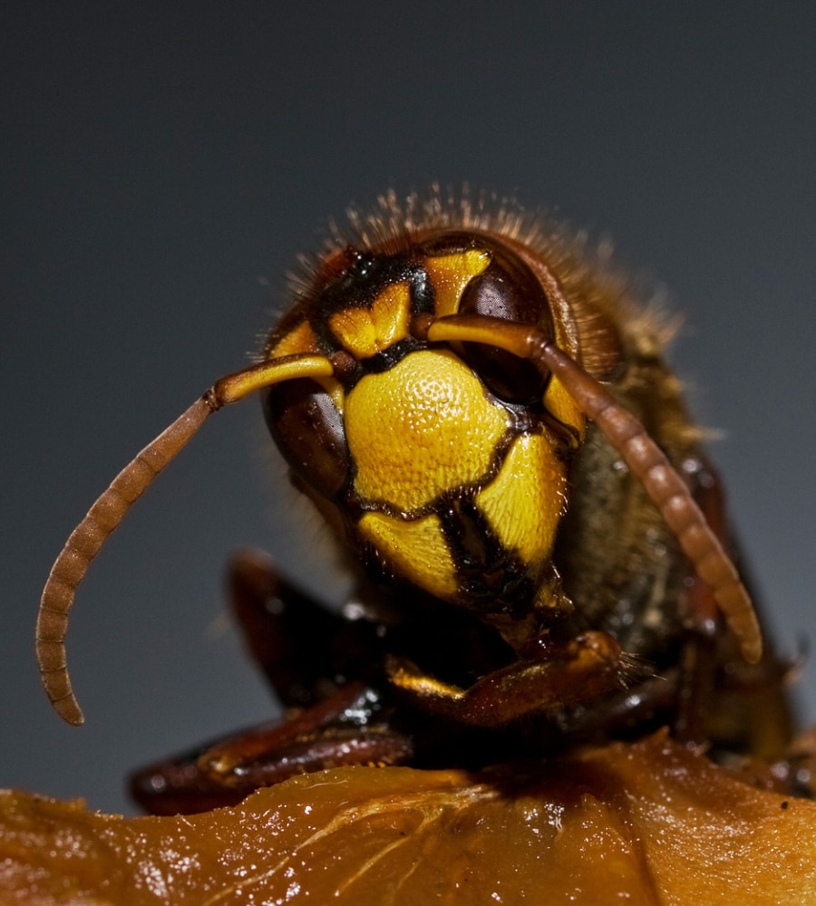 Top 5 Ways to Prevent Hornet and Wasp Nests on Your Property