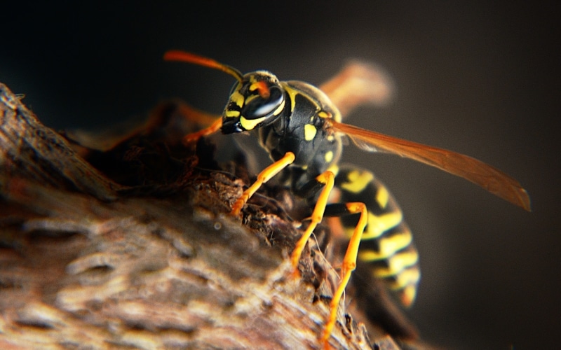 Why Professional Hornet and Wasp Nest Removal is Essential