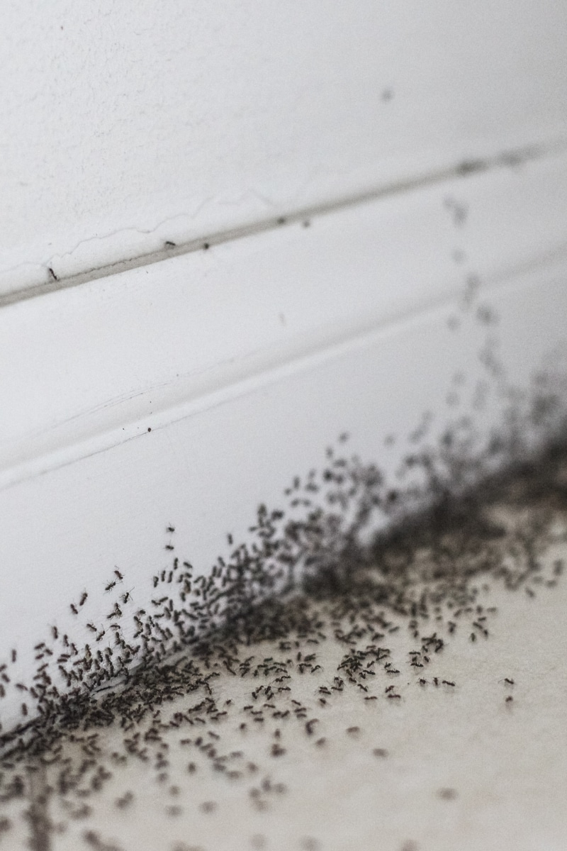 House Ants Pest Control