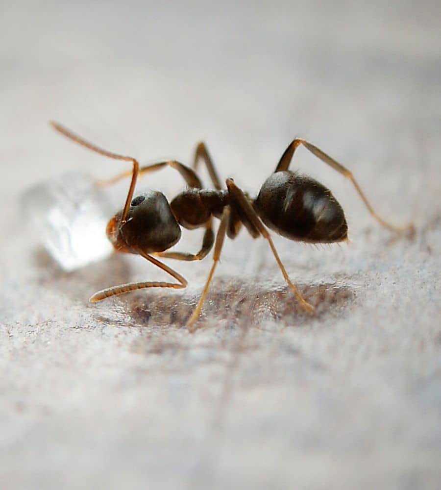 Exterminating Ants