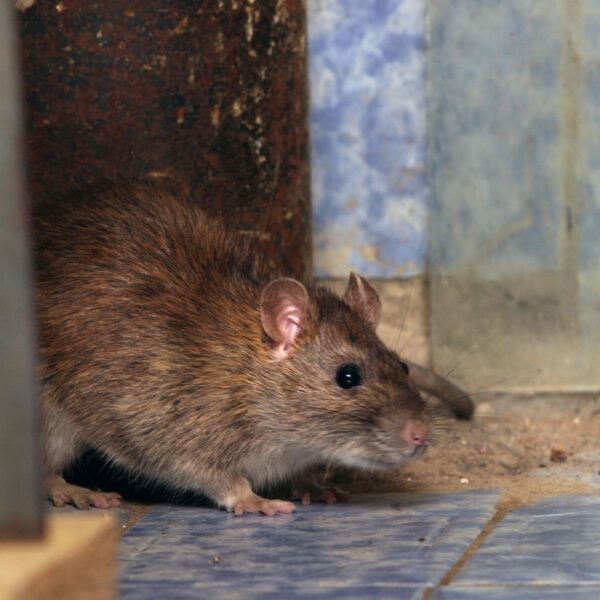 Top 5 Dangers of Rodents in and Around Your Home or Business