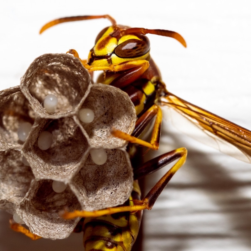 Debunking Myths About Hornets and Wasps: Separating Fact from Fiction