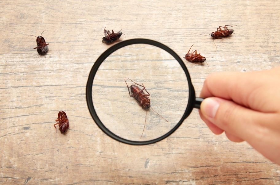 How to Choose the Right Pest Control Service for Your Needs in Massachusetts