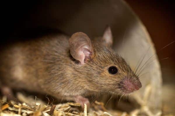 Winter Mouse Prevention 101: Expert Tips from Exterminators