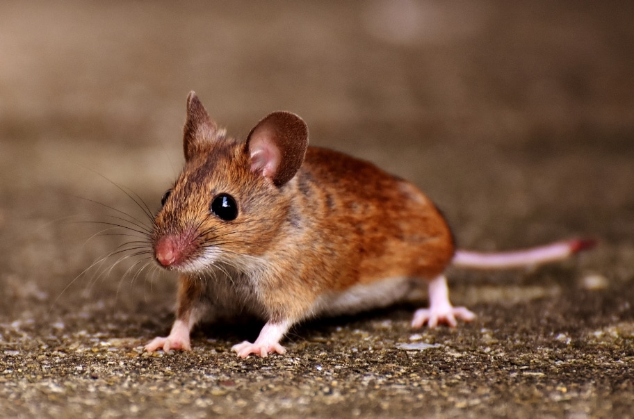Pest Control Mice Tewksbury MA