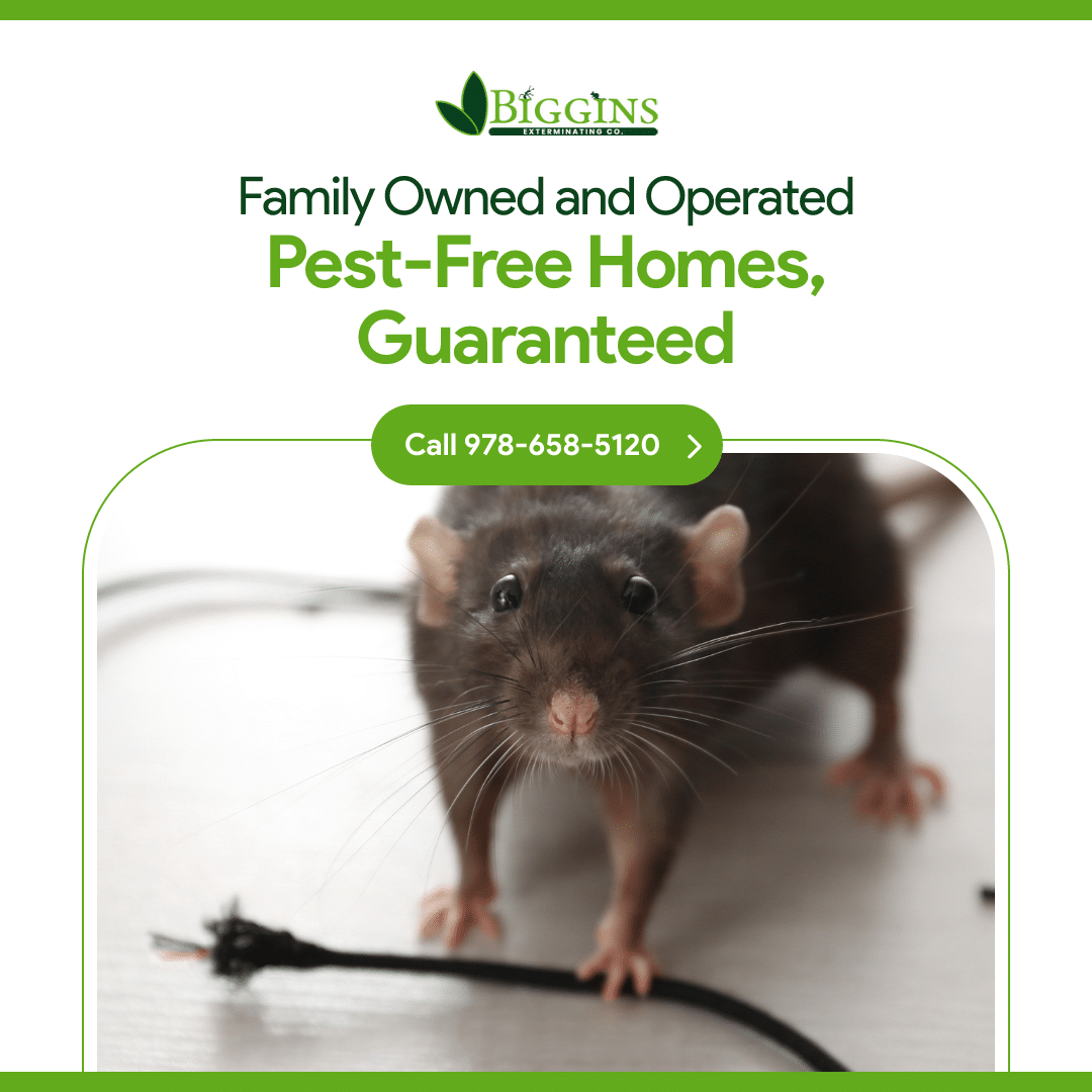 pest control andover ma