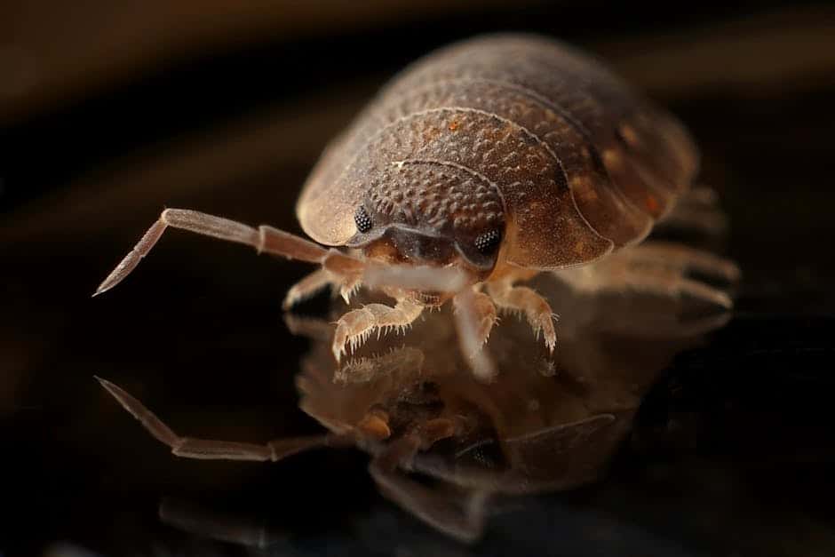 Bed bug exterminator Burlington