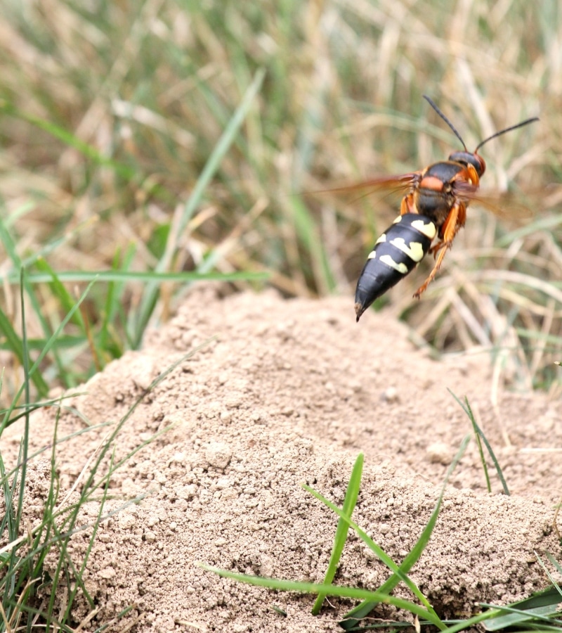 cicada wasp nest cicada wasp nest