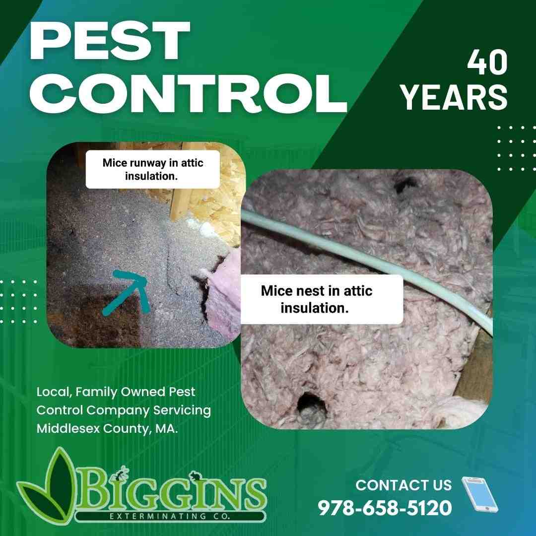 pest control burlington ma