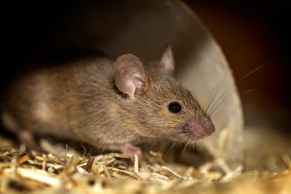 house mice control