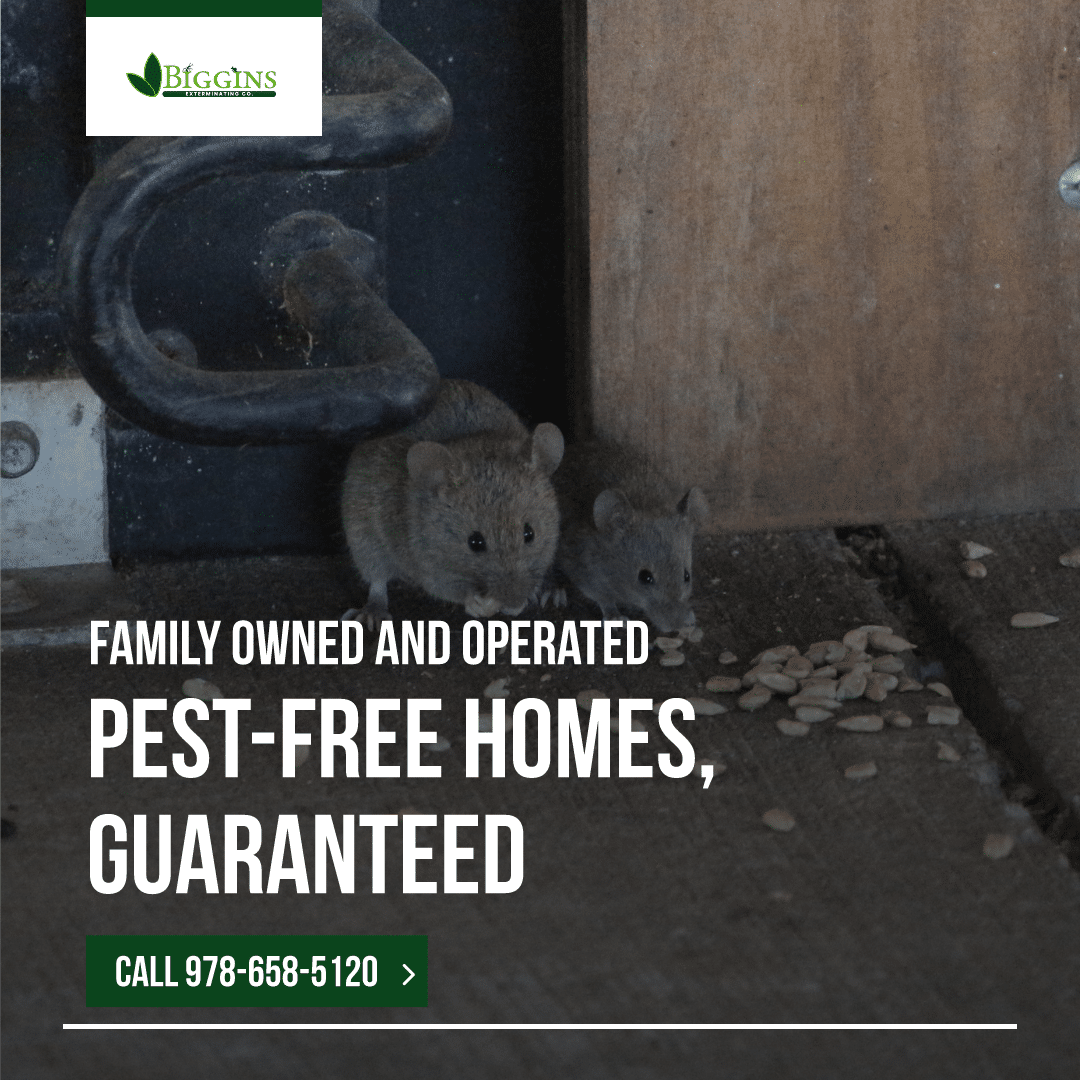 local pest control experts Local pest control experts