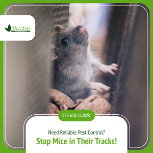 Pest Control Bedford MA