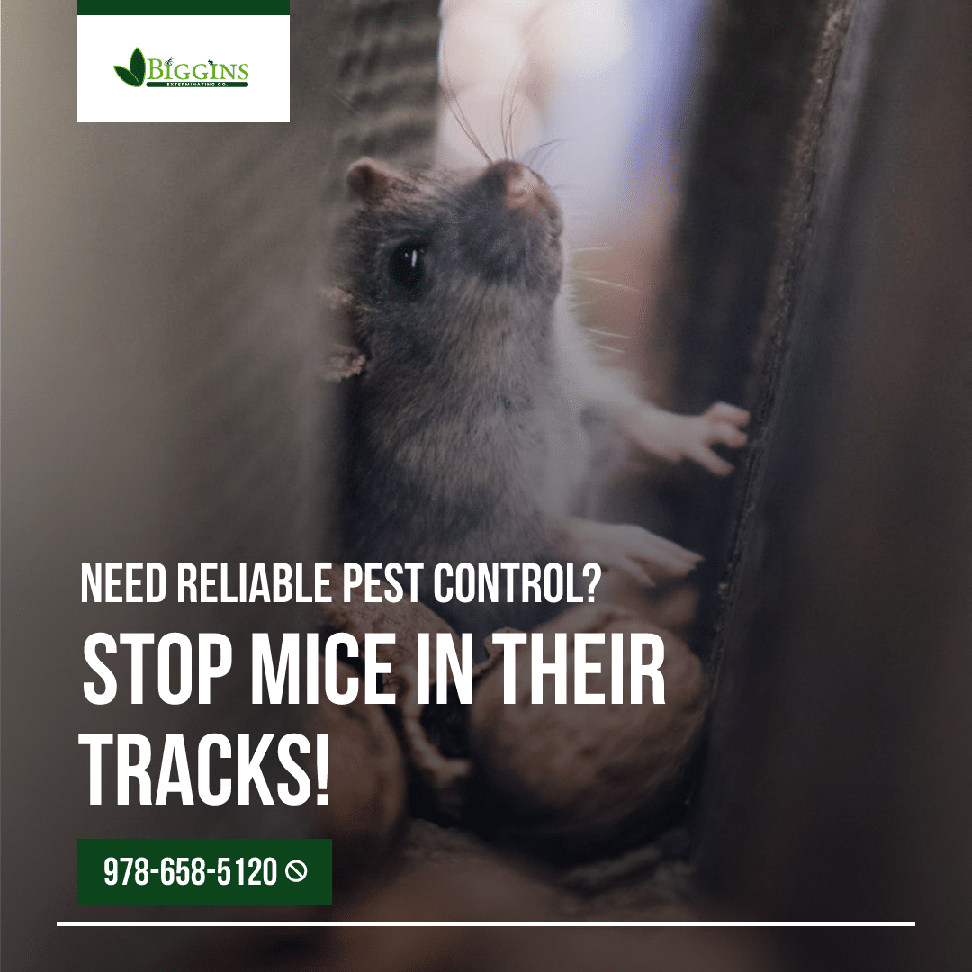 Mice Pest Control Andover MA