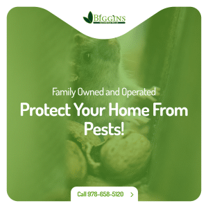 Pest Exterminators Burlington MA