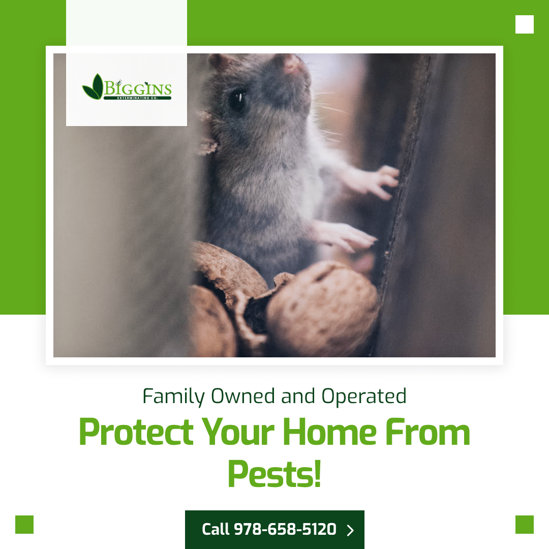 pest control north andover ma