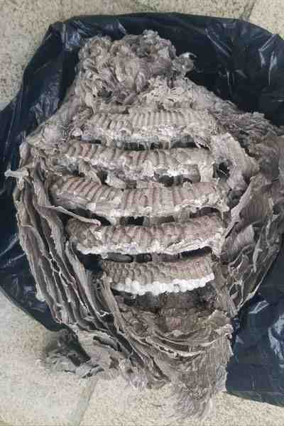 Wasp nest removal Burlington