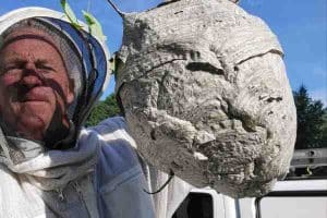 Pest Control Company Near Andover MA