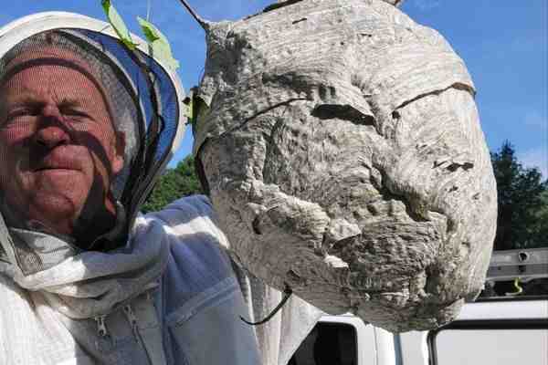 average cost of exterminator for wasps