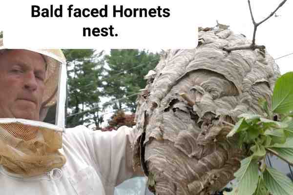 average cost to remove hornets nest average cost to remove hornets nest