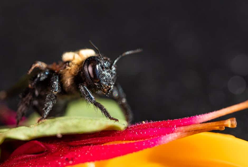 carpenter bees control