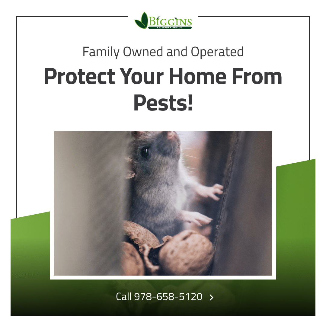 Home pest control tips