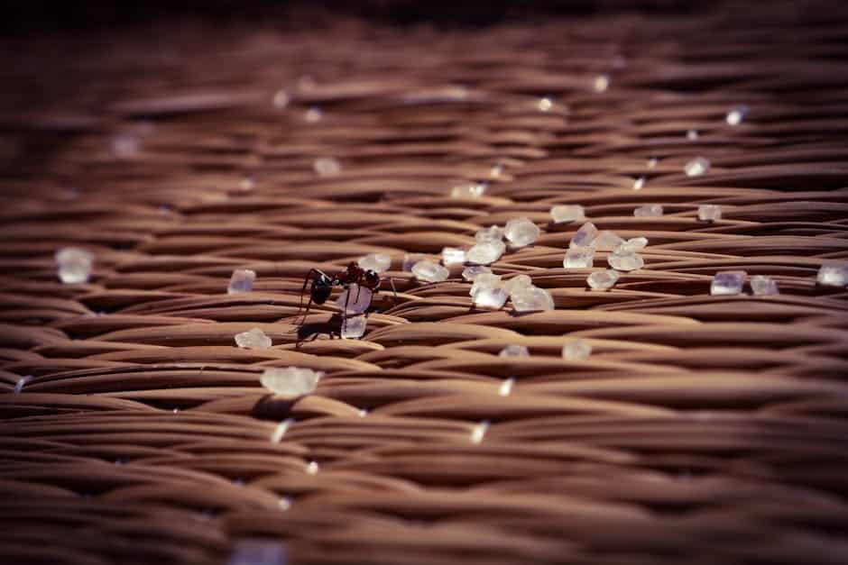 sugar ant pest control