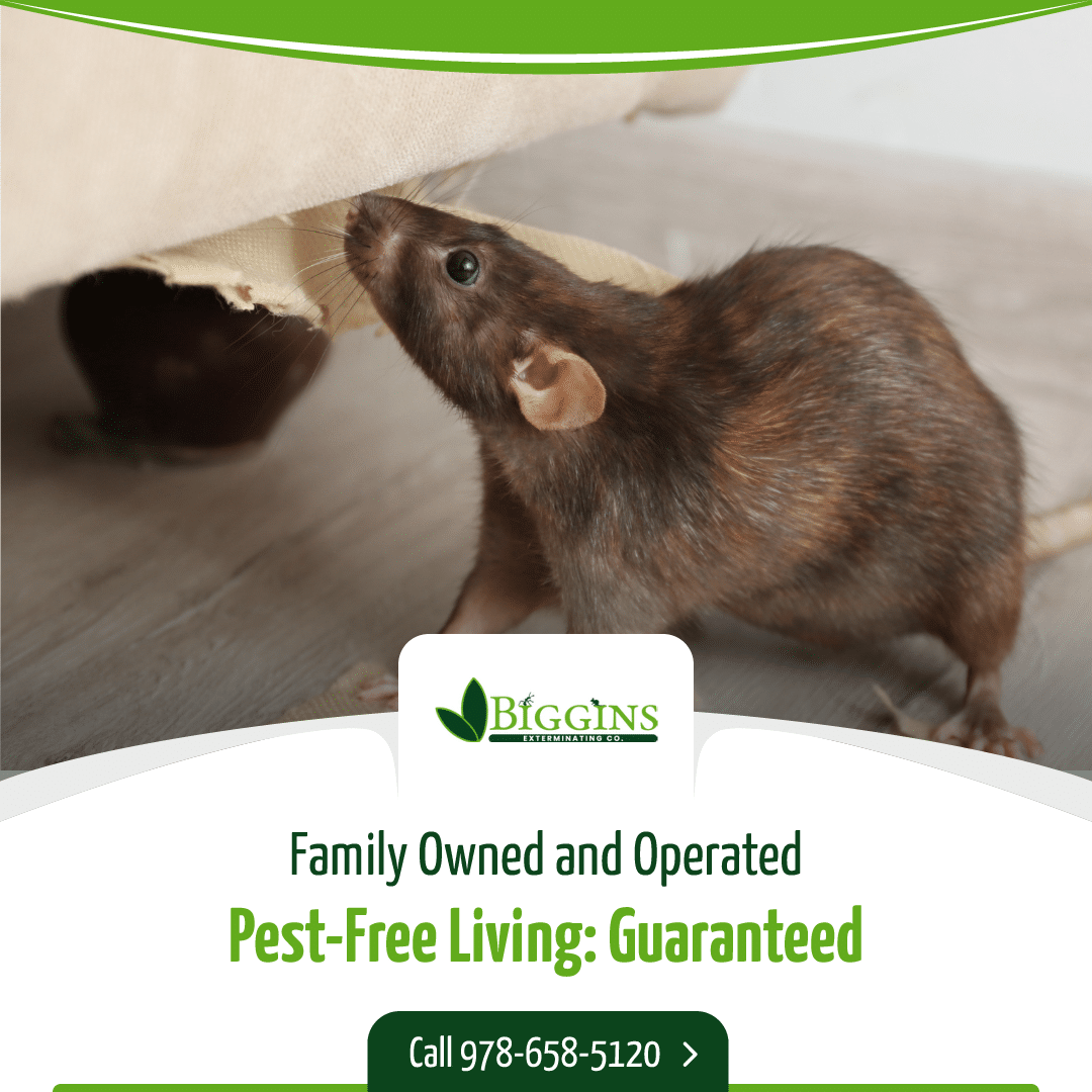 top rated pest control Top-Rated Pest Control