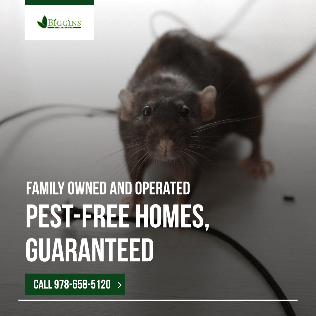 best pest solutions