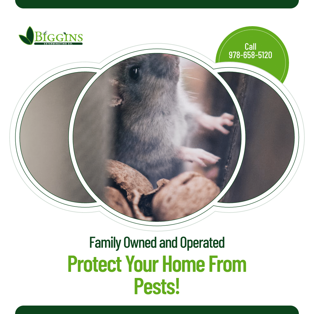 exterminators andover ma Exterminators Andover MA