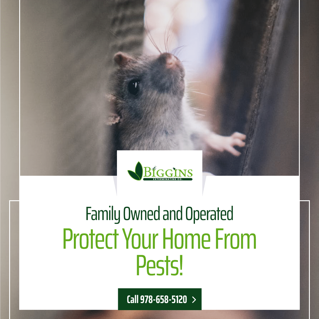residential pest control andover ma