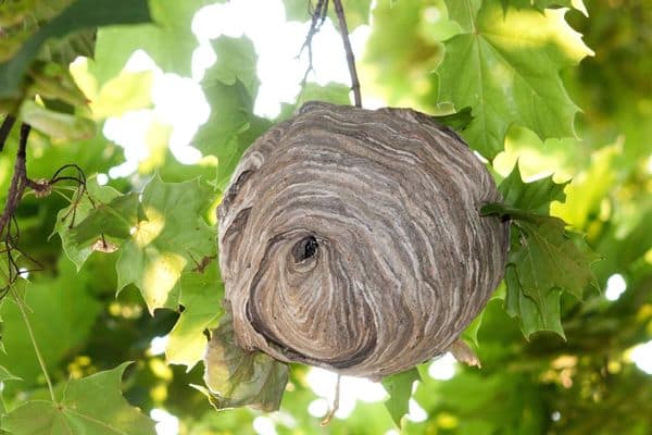 hornets nest removal