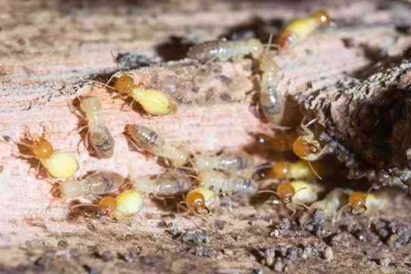how to tell if you have termites