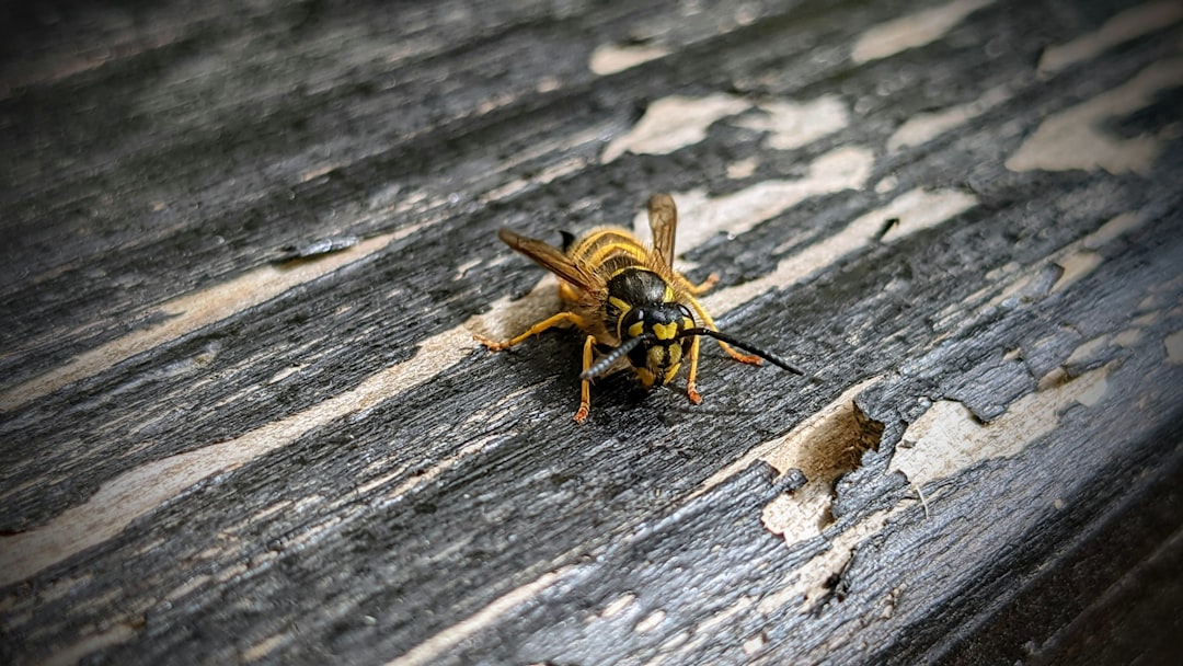 best carpenter bee killer best carpenter bee killer