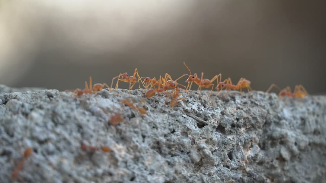 exterminators ants