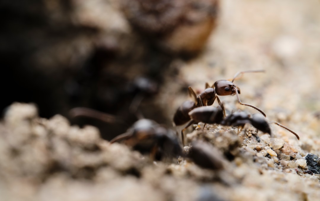 effective ant control