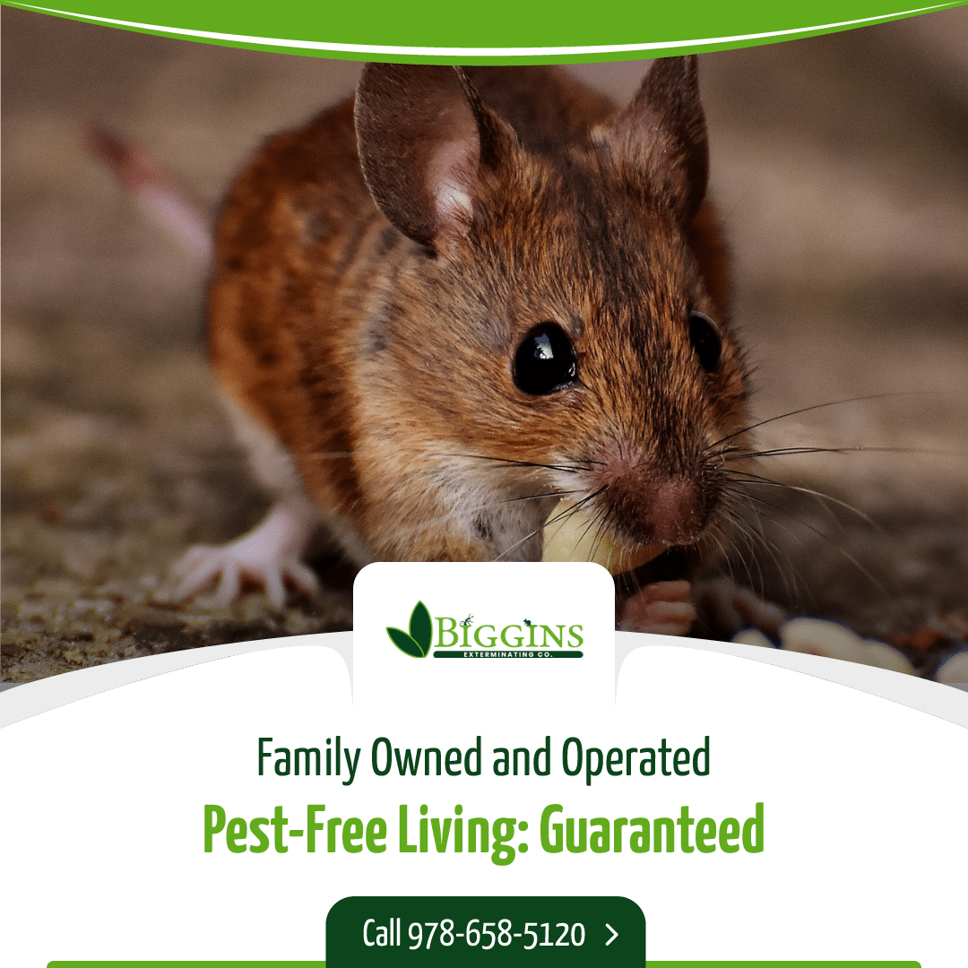 household pest control services