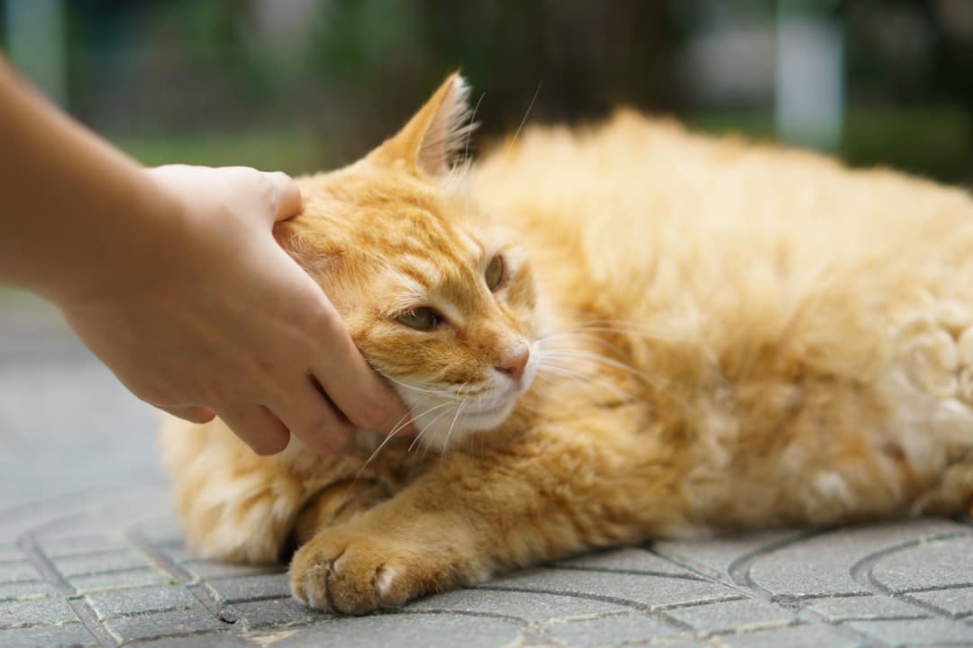 Safe pest control for pets