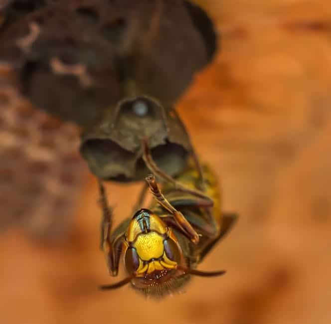 wasp hornet control