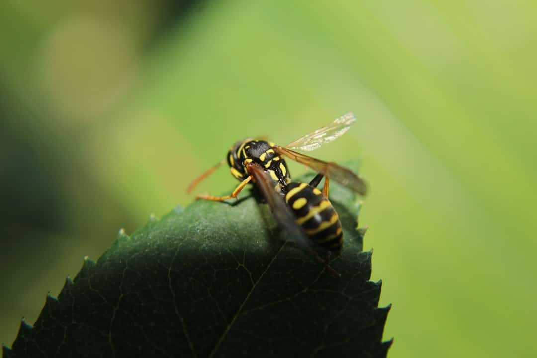 wasp treatment near me wasp treatment near me