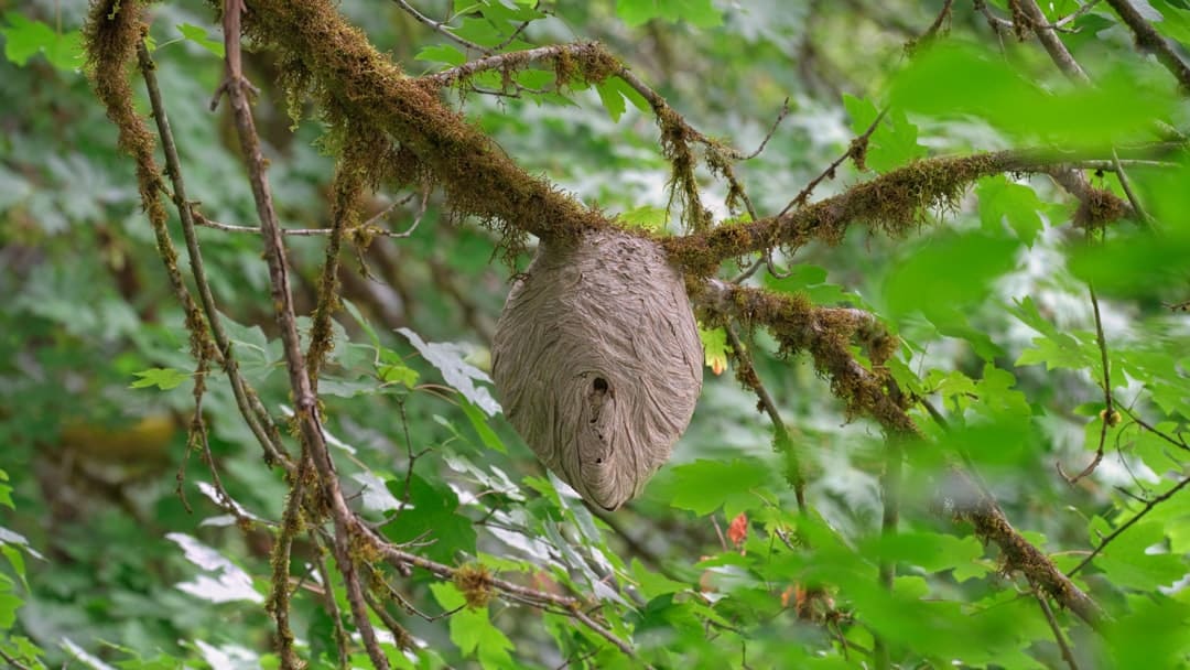 Exterminator Wasps Near Me Identifying and Eliminating a Threat