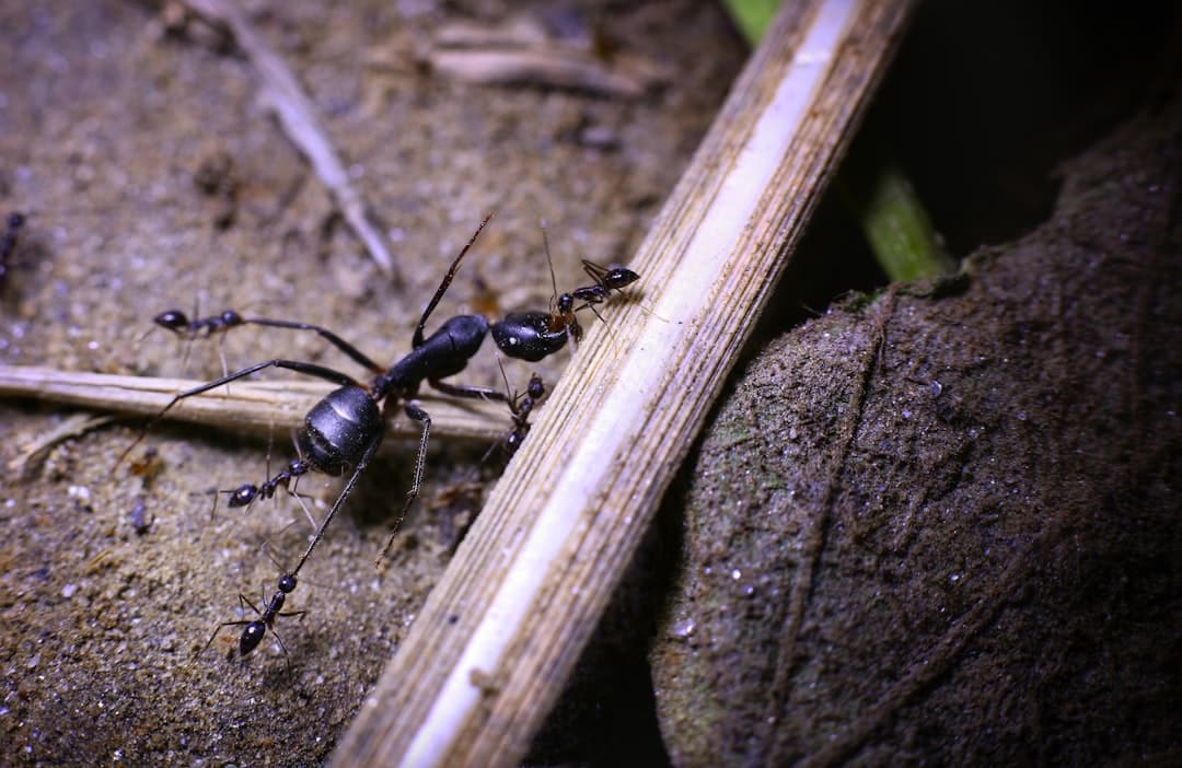 how do you get rid of black carpenter ants