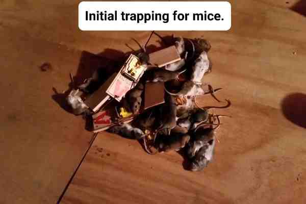 Mice Exterminator in Andover MA