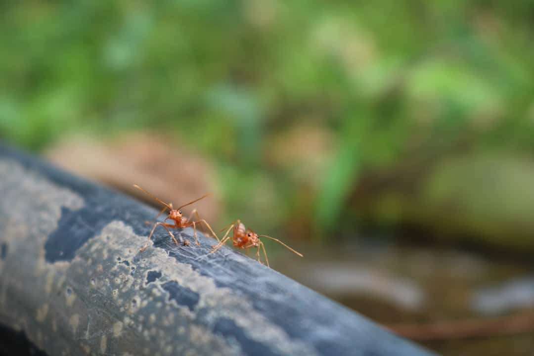 ant services near me