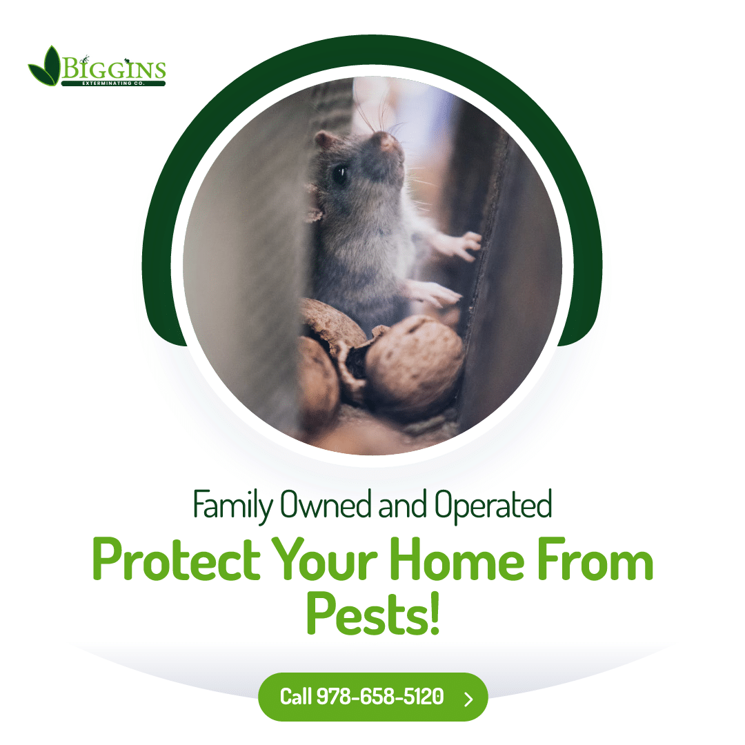 best exterminator for mice near me