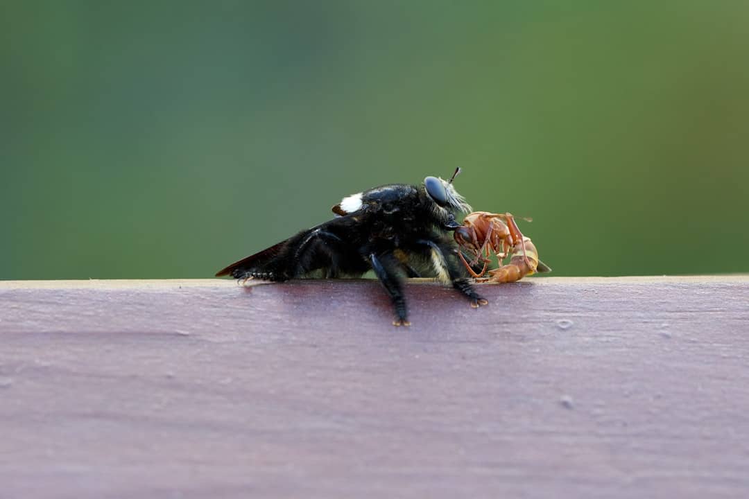 big black bee
